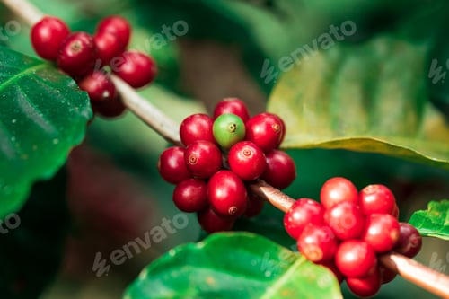 Preview: Coffee beans ripening on tree in North of thailand