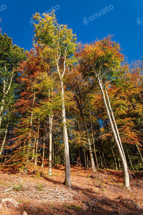 Preview: Beautiful and gold forest in autumn, Europe