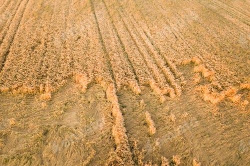Preview: Aerial view of ripe farm field ready for harvesting with fallen down broken by wind wheat heads