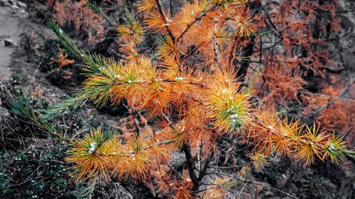 Preview: Close-up photo of pine tree in autumn. Colorgul small shrub changing colors.