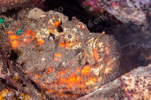 Preview: Poisonous Stonefish in Indonesia