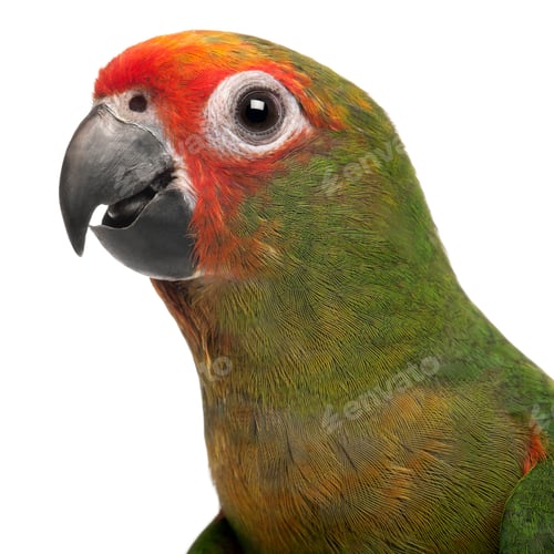 Preview: Close-up of Golden-fronted Conure, Aratinga auricapilla aurifrons, 3 months old