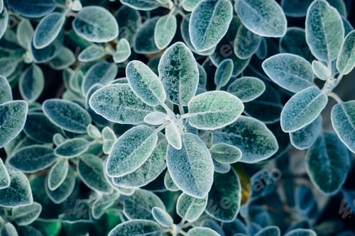 Preview: Natural emerald green background of green leaves. background of green leaves.