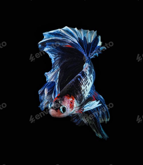 Preview: fish fighting