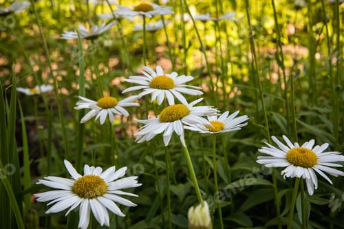 Preview: Field of daisies