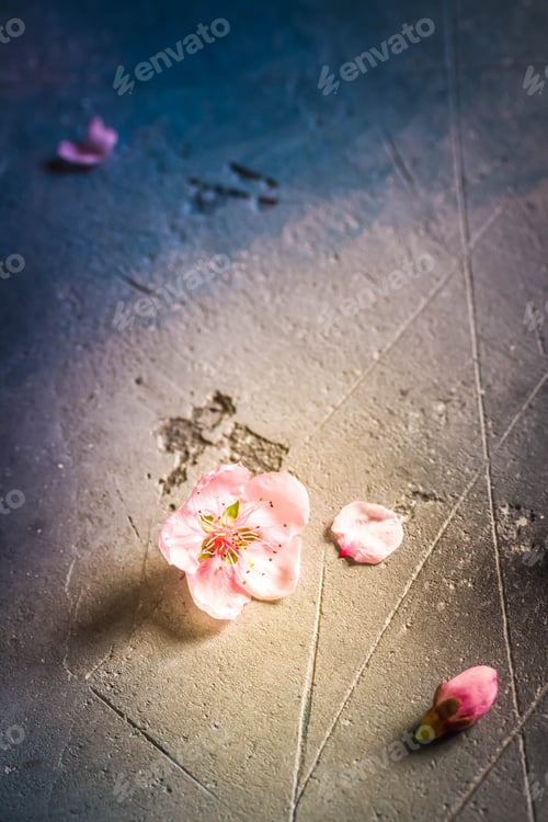 Preview: pink cherry blossom