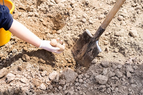 Preview: Planting potatoes in the ground. Early spring preparation for the garden season.