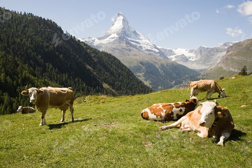 Preview: Cows resting on a hillside