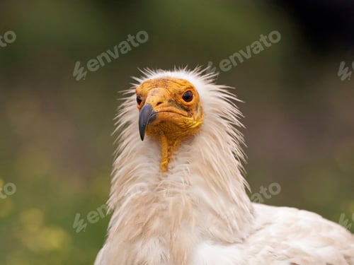 Preview: Egyptian vulture (Neophron percnopterus)