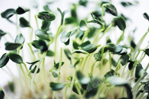 Preview: Greens