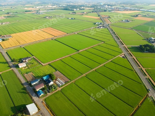 Preview: Aerial green wheat field. Aerial view large green field.