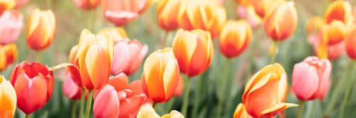 Preview: Beautiful floral spring abstract background of nature. Pink and orange tulips with selective focus.