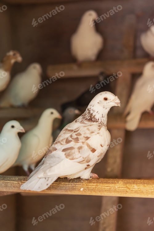 Preview: white homing pigeons on a domestic pigeon breeding farm.