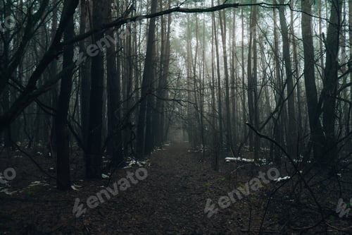 Preview: Road passing through scary mysterious forest with green light in fog in winter. Nature misty