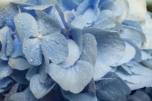 Preview: Beautiful light blue hortensia flowers with water drops as background, closeup