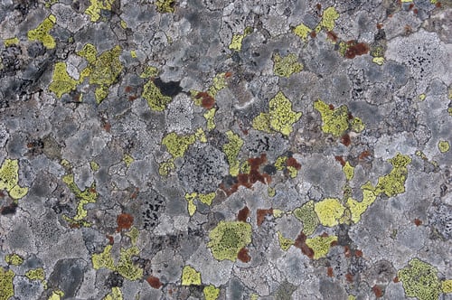 Preview: Lichen on stone