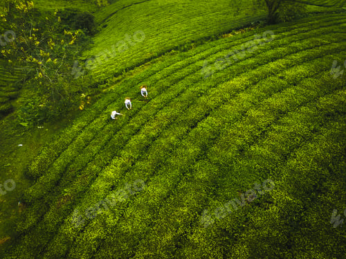 Preview: Dawn on Long Coc tea hill
