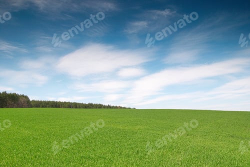 Preview: Field with green wheat and blue sky with forest