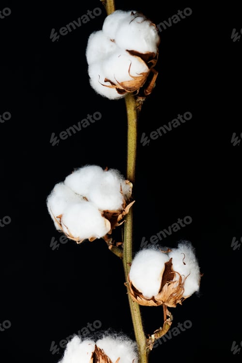 Preview: Closeup of cotton plant