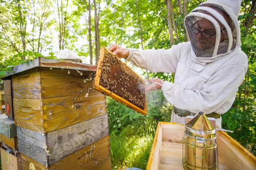 Preview: Beekeeper