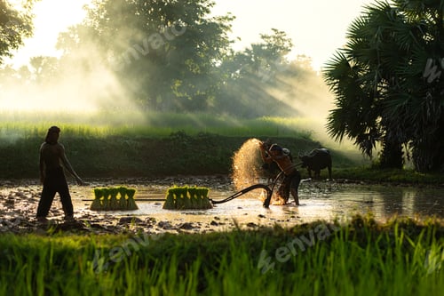 Preview: Farmers and their lifestyle of rice farming based on the seasons