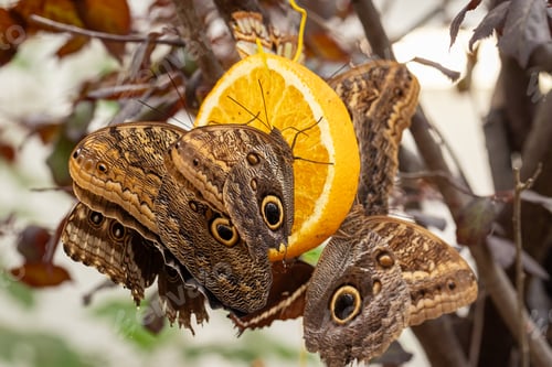 Preview: Unique butterfly Morpho peleides with amazing patterns on wings.