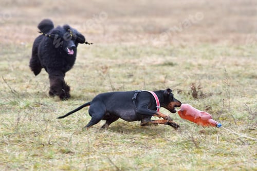 Preview: Coursing training