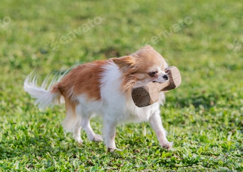 Preview: chihuahua holding an object
