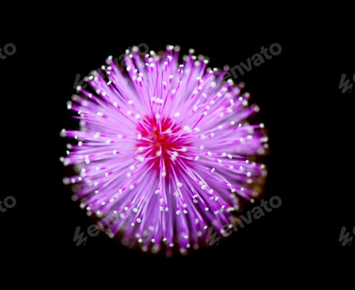 Preview: sensitive plant flowe on black