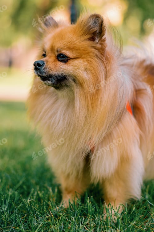 Preview: portrait of small red-haired cute fluffy pomeranian spitz dog walking in the park