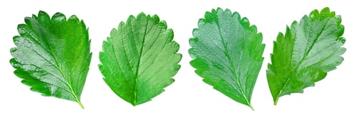 Preview: Set of strawberry leaf isolated on white background with clipping path