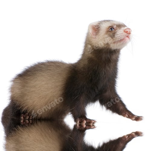 Preview: young siamese sable Ferret kit (10 weeks)
