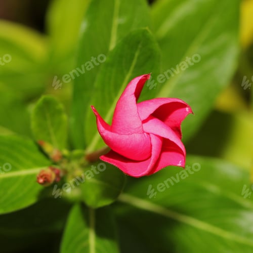 Preview: Periwinkle Flower Bud - Close Up Photograph Looking Down On A Pink Periwinkle Flower Bud. Selective