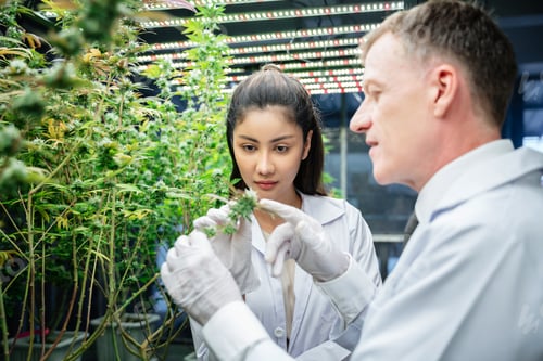 Preview: A researcher is inspecting and analyzing cannabis plants that are being grown in a greenhouse.
