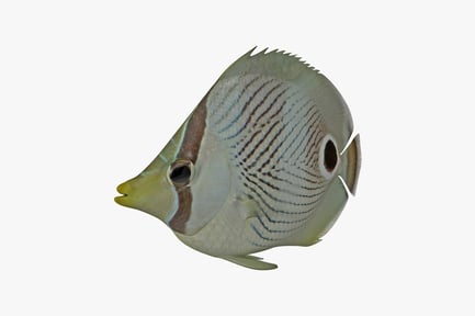 Preview: Laterally-oriented butterflyfish with striped pattern