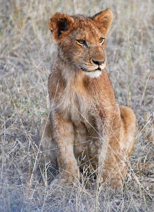 Preview: A Best wildlife sanctuary in the world