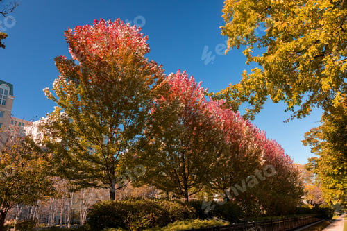 Preview: Beautiful Tree With Yellow Leaves In An Autumn Park