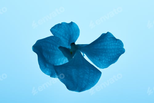 Preview: colorful blue orchid flower isolated on blue