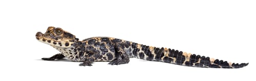 Preview: Dwarf crocodile ealso know as African dwarf crocodile, broad-snouted crocodile, or bony crocodile