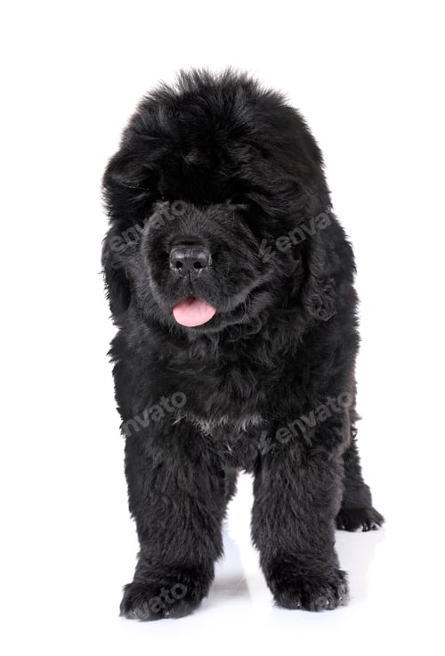 Preview: puppy newfoundland dog