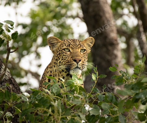 Preview: A portrait of a female leopard, Panthera pardus, in a tree.