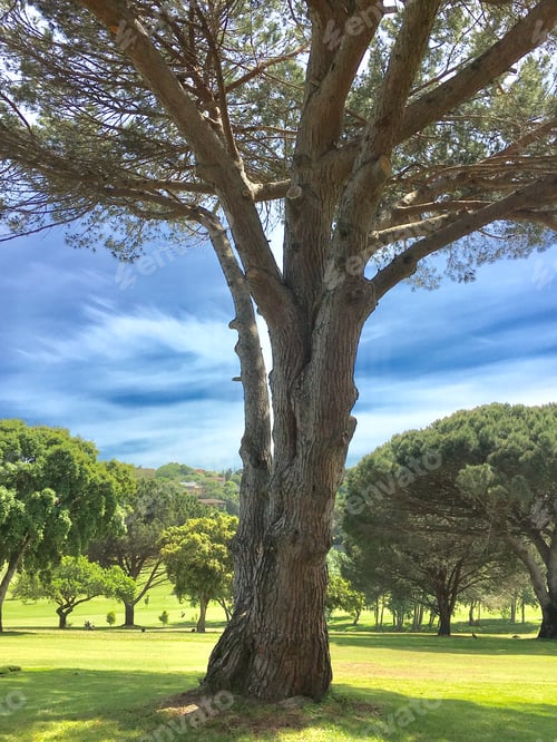 Preview: Sun filtering through a large tree on a golf course