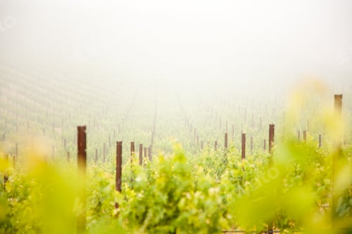 Preview: Beautiful Lush Grape Vineyard In The Morning Mist and Sun with Room for Your Own Text.