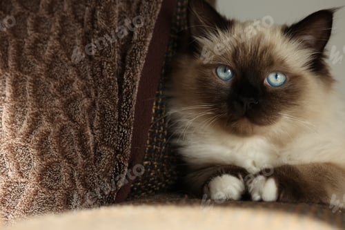 Preview: Cute little kitten is sitting quietly on the couch