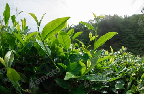 Preview: Green tea plants in spring