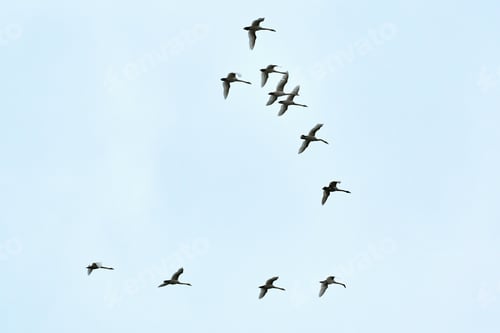 Preview: Flock of birds, swans flying in blue sky in V-formation