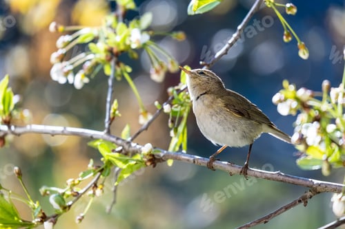 Preview: Little curious bird Booted warbler on branch on background of cherry flowers on sunny spring day