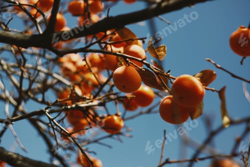 Preview: orange persimmon against a blue sky, branch with persimmon, autumn harvest