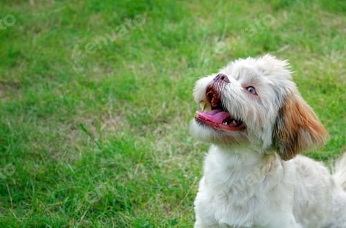 Preview: Sweet Dog in Green Nature
