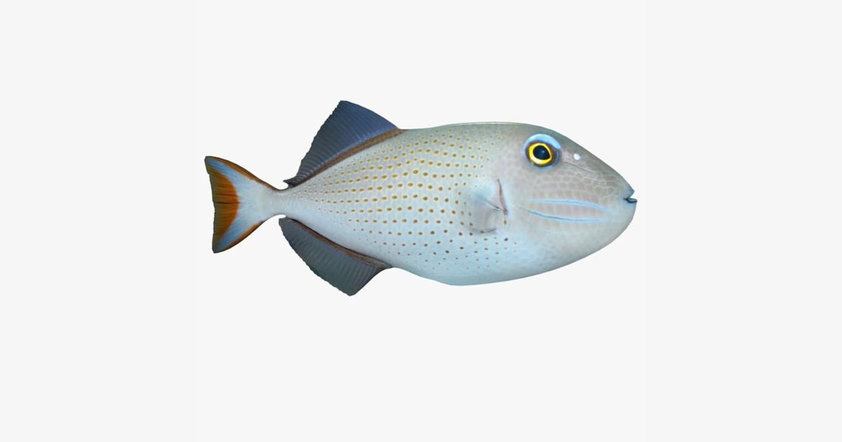 Spotted triggerfish, lateral view 3D, Incl. aquatic & fin - Envato